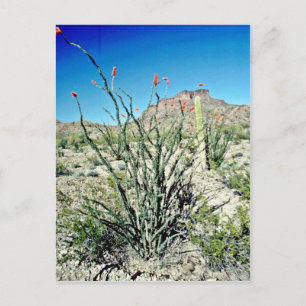Ocotillo blühend, aber hinten postkarte
