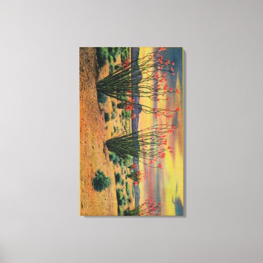 Ocotillo-Blume in Bloom, Wüste Kalifornien Leinwanddruck (Vorderseite)