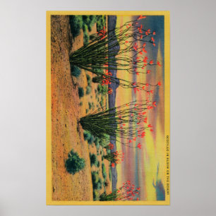 Ocotillo-Blumen in der Blüte, Kalifornien Poster