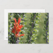 Ocotillo in Bloom Postkarte (Vorne/Hinten)