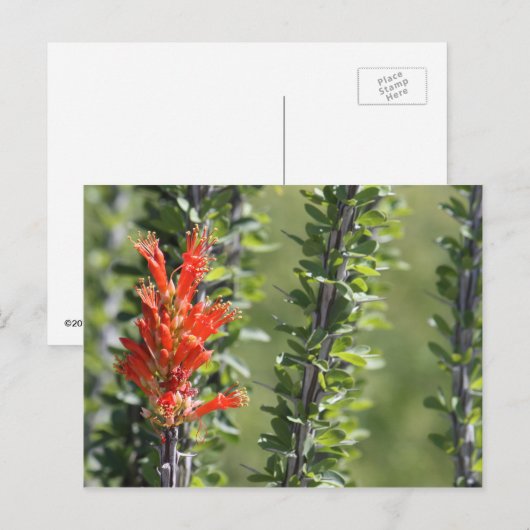 Ocotillo in Bloom Postkarte (Vorne/Hinten)