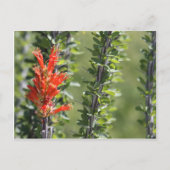 Ocotillo in Bloom Postkarte (Vorderseite)