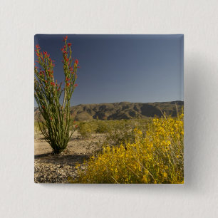 Ocotillo und Wüste Senna Button