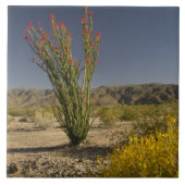 Ocotillo und Wüste Senna Fliese (Vorderseite)