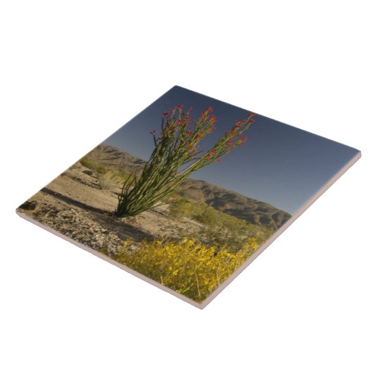 Ocotillo und Wüste Senna Fliese (Seite)