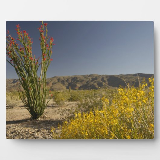 Ocotillo und Wüste Senna Fotoplatte (Vorderseite)