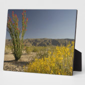 Ocotillo und Wüste Senna Fotoplatte (Seite)