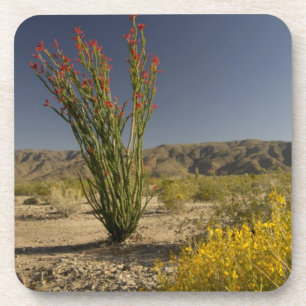 Ocotillo und Wüste Senna Getränkeuntersetzer