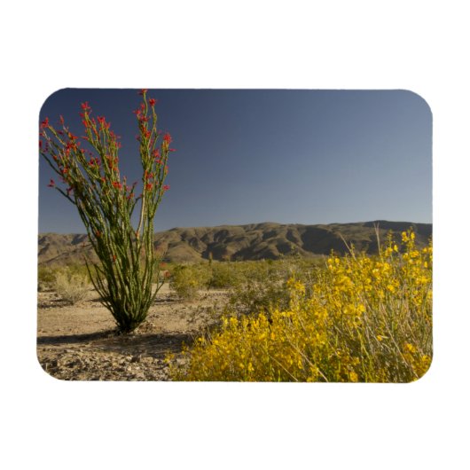 Ocotillo und Wüste Senna Magnet (Horizontal)