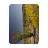Ocotillo und Wüste Senna Magnet (Vertikal)