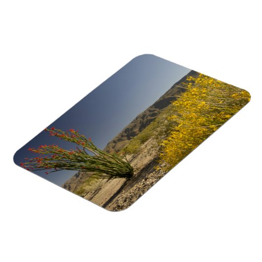 Ocotillo und Wüste Senna Magnet (Linke Seite)