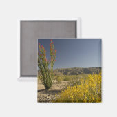 Ocotillo und Wüste Senna Magnet (Vorderseite/Rückseite)