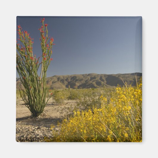 Ocotillo und Wüste Senna Magnet (Vorne)