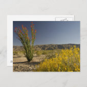Ocotillo und Wüste Senna Postkarte (Vorne/Hinten)
