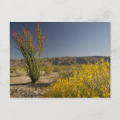 Ocotillo und Wüste Senna Postkarte (Vorderseite)