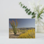 Ocotillo und Wüste Senna Postkarte (Stehend Vorderseite)