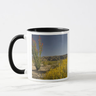 Ocotillo und Wüste Senna Tasse