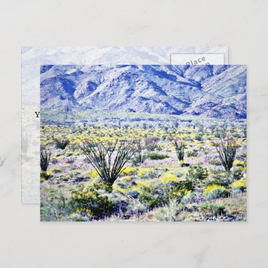 Ocotillo- und Wüsten-Blume in Blüte Postkarte (Vorne/Hinten)