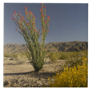 Ocotillo und Wüsten-Senna Fliese