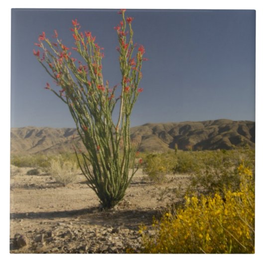 Ocotillo und Wüsten-Senna Fliese (Vorderseite)