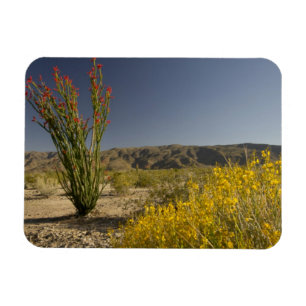 Ocotillo und Wüsten-Senna Magnet