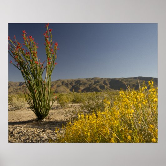 Ocotillo und Wüsten-Senna Poster (Vorne)