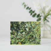 OCTOBER POSTCARD POSTKARTE (Stehend Vorderseite)