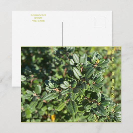 OCTOBER POSTCARD POSTKARTE (Vorne/Hinten)