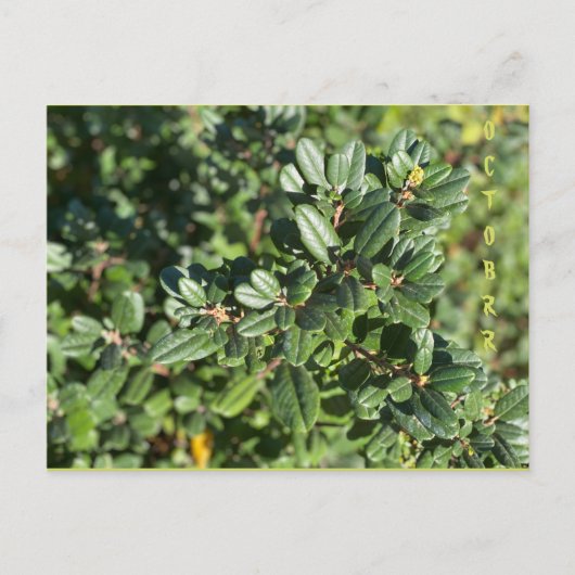 OCTOBER POSTCARD POSTKARTE (Vorderseite)