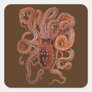 Octopus Macropus, Vintage Meeresaquarien Tiere Quadratischer Aufkleber