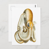 "OCTOPUS"-MEERESWELT POSTCARD POSTKARTE (Vorne/Hinten)