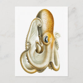 "OCTOPUS"-MEERESWELT POSTCARD POSTKARTE