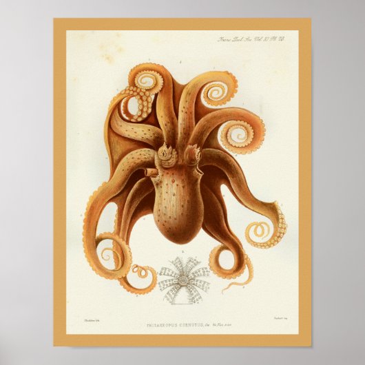 Octopus Orange Cephalopod Sea Kreaturen Art Print Poster (Vorne)