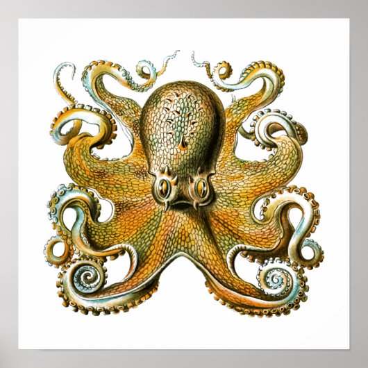 Octopus poster (Vorne)