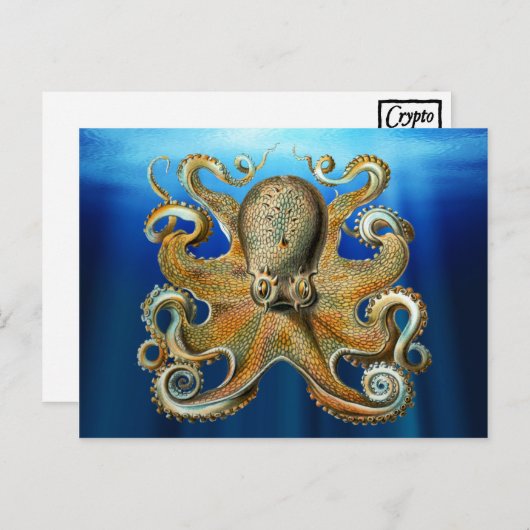 Octopus Postkarten (Vorne/Hinten)