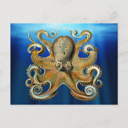 Octopus Postkarten (Vorderseite)