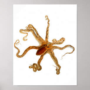 Octopus Print No.3 Cephalopod Sea Creative Art Poster