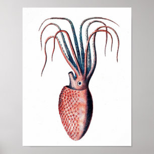 Octopus Print No.4 Cephalopod Sea Creative Art Poster