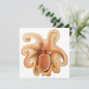 Octopus Salutii, Vintage Meeresaquarien Tiere