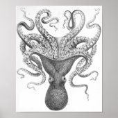 Octopus Scientific Illustration Poster (Vorne)