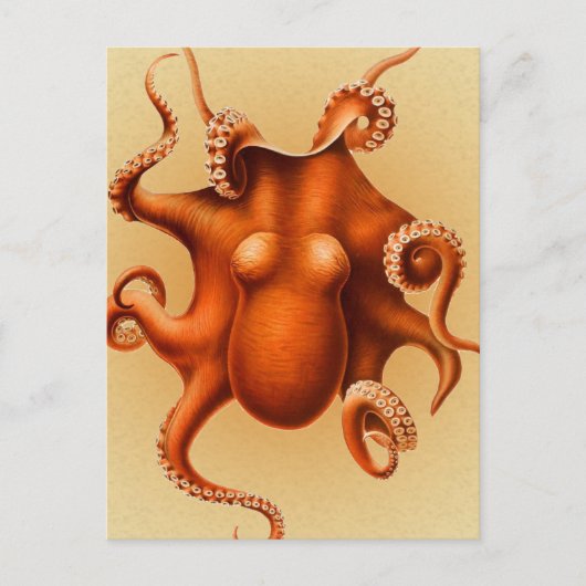 Octopus Sea Monster Kreatur Cephalapod Vintag Postkarte (Vorderseite)
