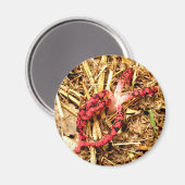 Octopus Stinkhorn Fungi Magnet (Vorderseite/Rückseite)