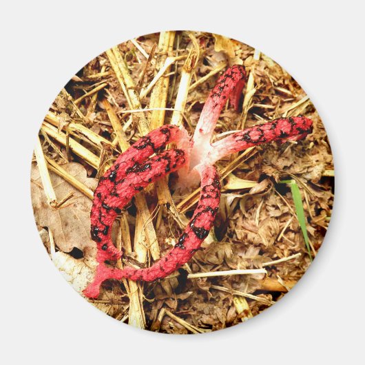 Octopus Stinkhorn Fungi Magnet (Vorne)