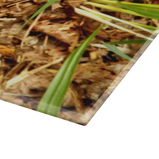 Octopus Stinkhorn Glass Chopping Board Schneidebrett (Ecke)