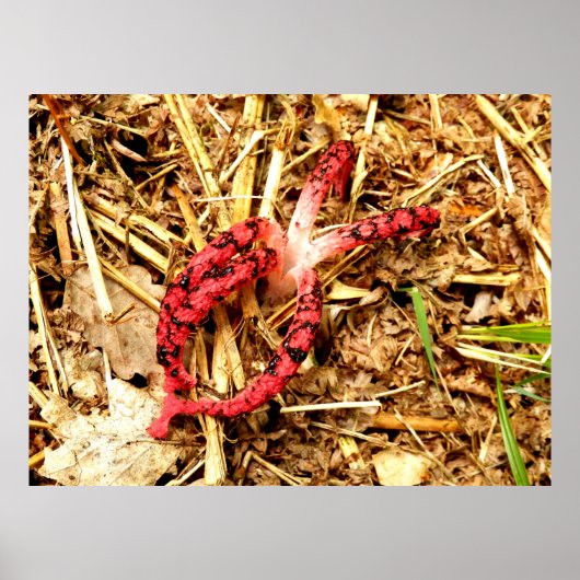 Octopus Stinkhorn Poster (Vorne)