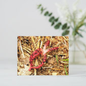 Octopus Stinkhorn Postkarte (Stehend Vorderseite)