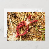 Octopus Stinkhorn Postkarte (Vorne/Hinten)