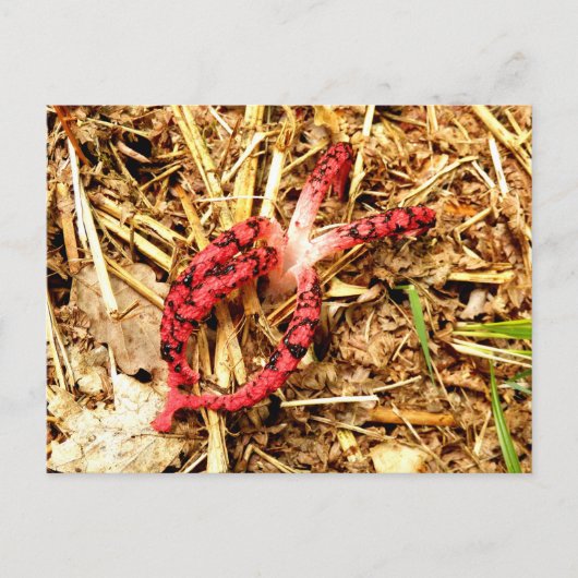 Octopus Stinkhorn Postkarte (Vorderseite)