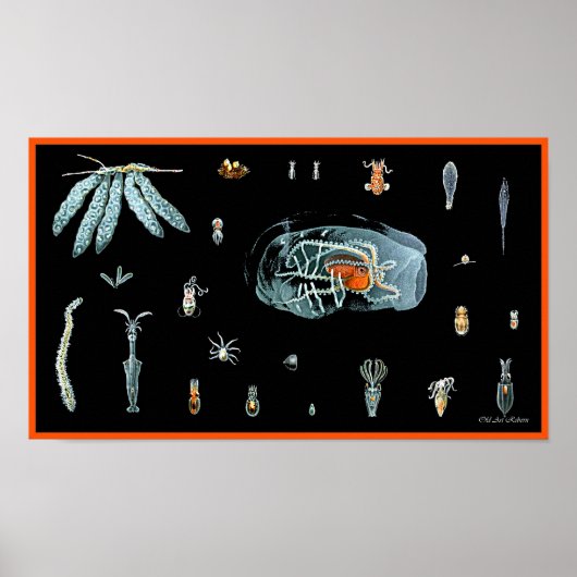 Octopus-Studie Poster (Vorne)