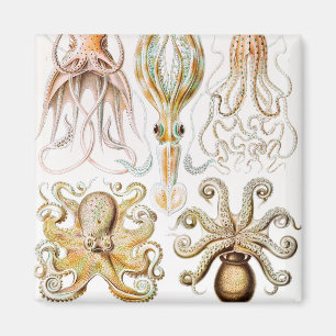 Octopus-Tintenfisch, Gamochonia, von Ernst Haeckel Magnet